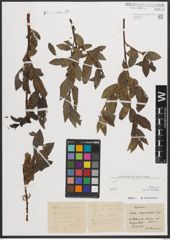 Foto von Salix mielichhoferi Saut.